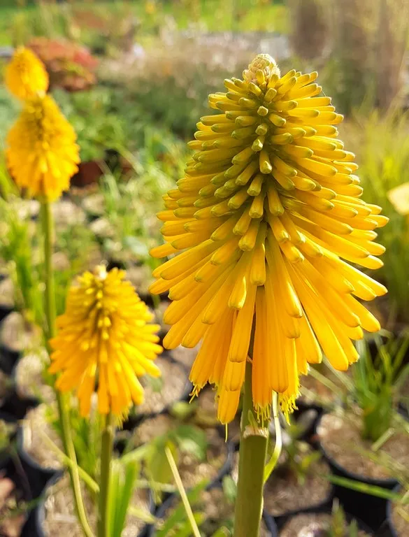 Kniphofia 'Happy Halloween'