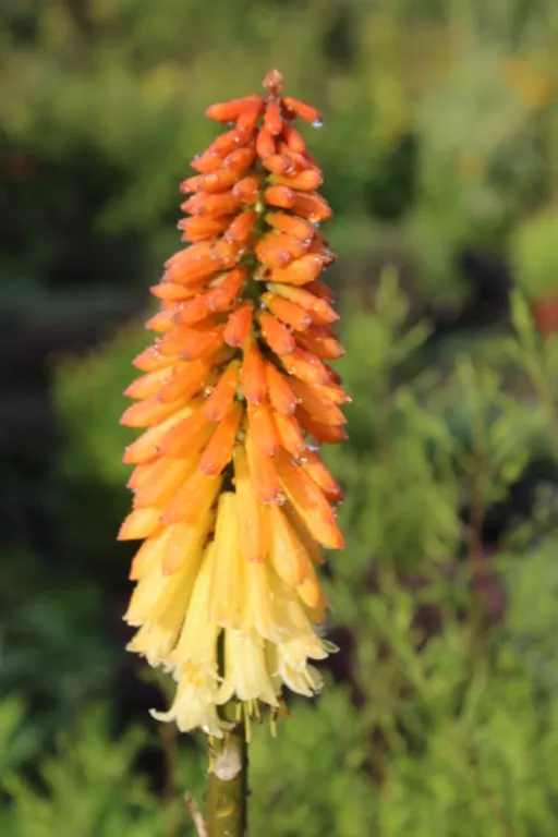 Kniphofia 'Tawny King'
