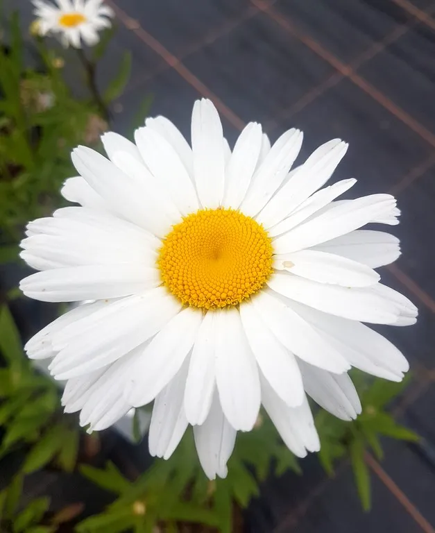 Leucanthemum 'Etoile d'Anvers'
