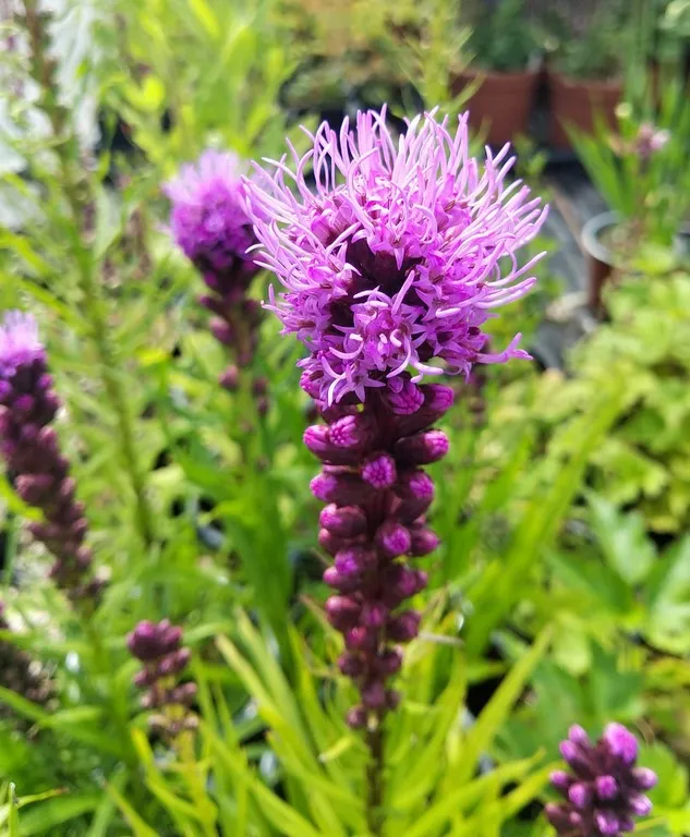 Liatris 'Kobold Strain'