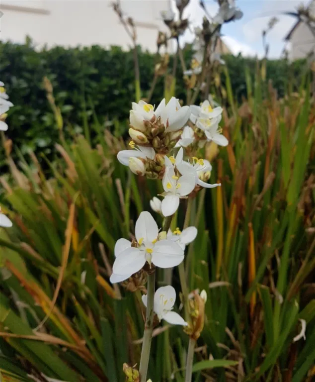 Libertia grandiflora
