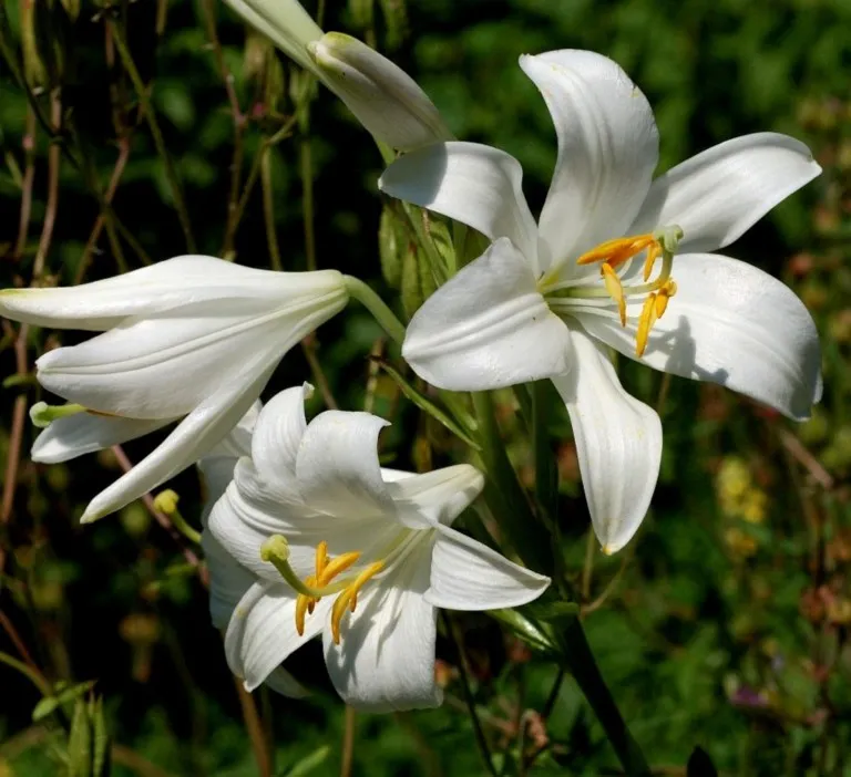 Lilium 