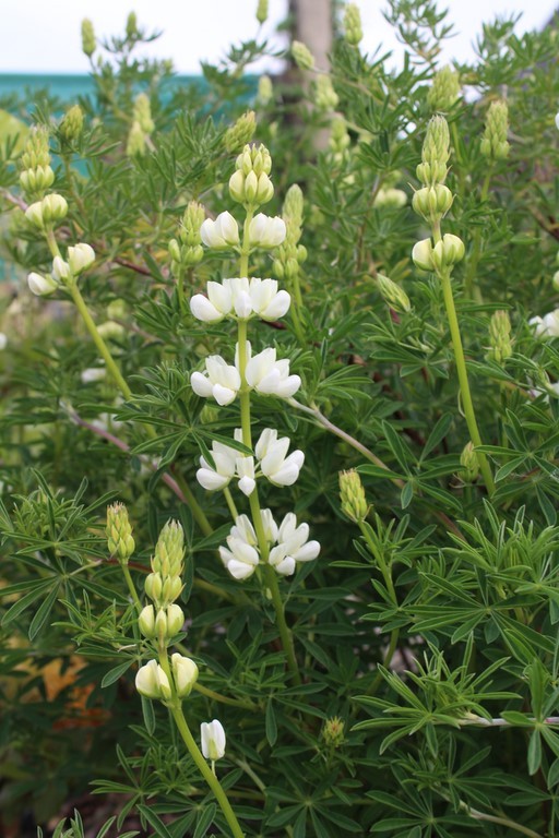 Lupinus arboreus 'albiflorus'