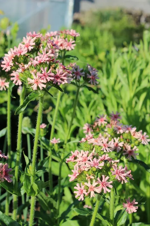 Lychnis chalcedonica 'Carnea'