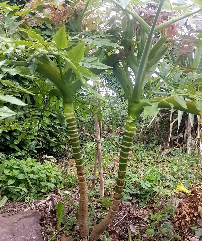 melanoselinum decipiens