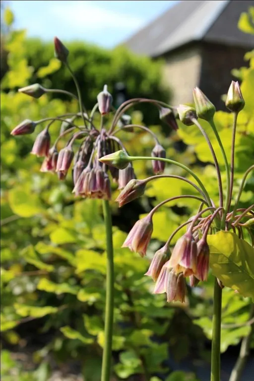 Allium siculum - Nectaroscordum
