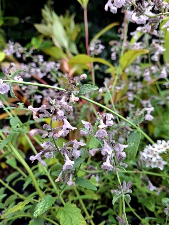 Nepeta racemosa 'Amelia'