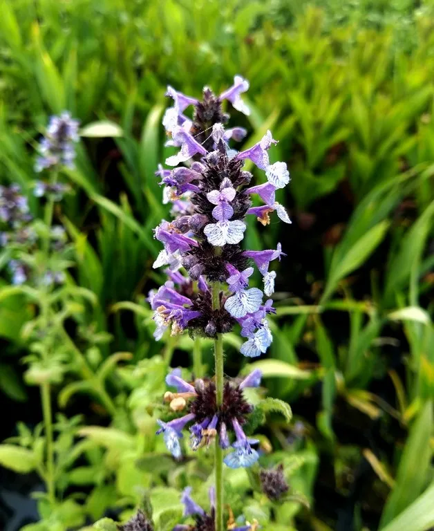 nepeta clarkei