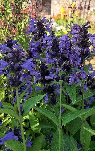 Nepeta manchuriensis 'Manchu Blue'