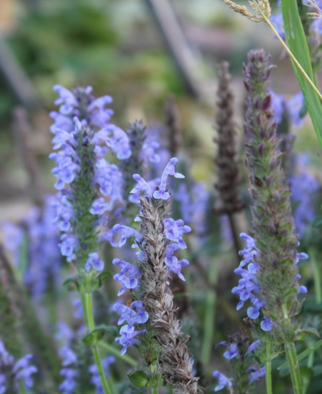 Nepeta nervosa 