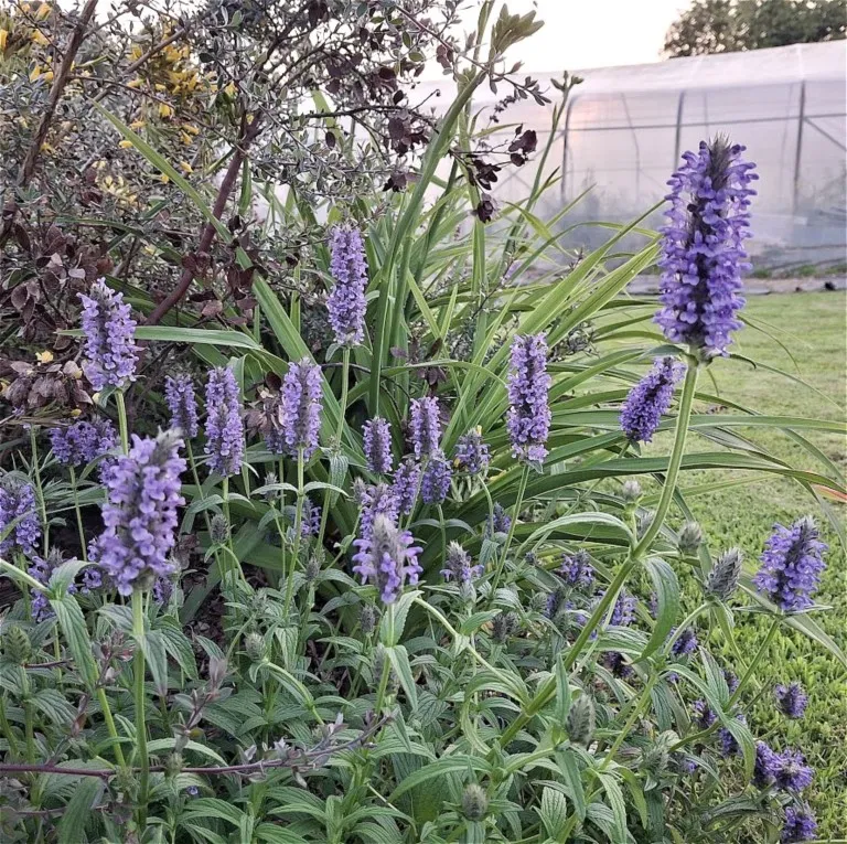 Nepeta nervosa