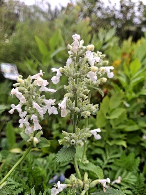 Nepeta racemosa 'Alba'