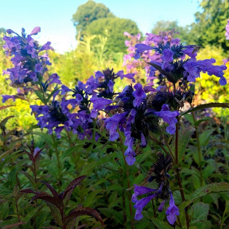 nepeta sibirica