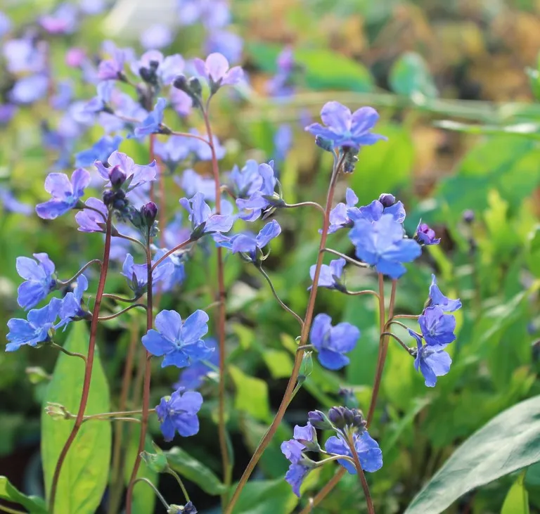 Omphalodes 'Cherry Ingram'