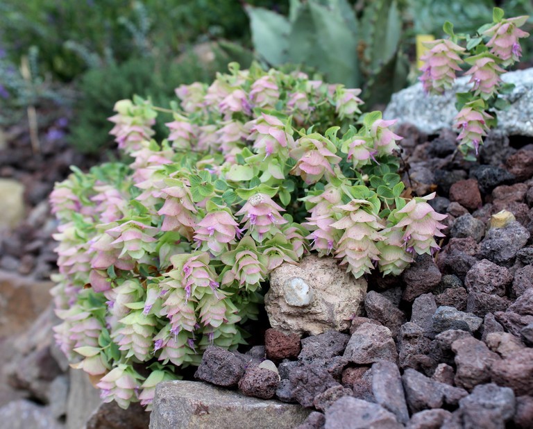 Origanum 'Kent Beauty'