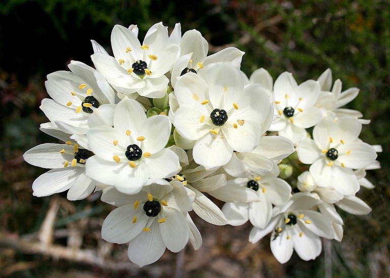 ornithogalum