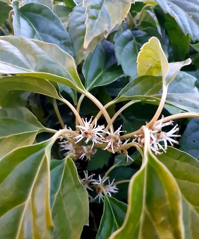 Pachysandra 'crug's cover'