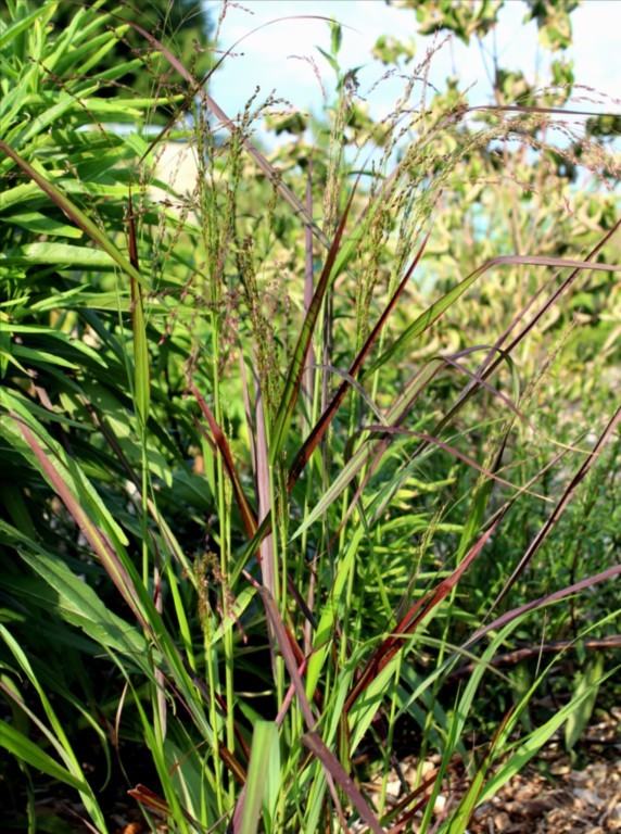 panicum 'Squaw'
