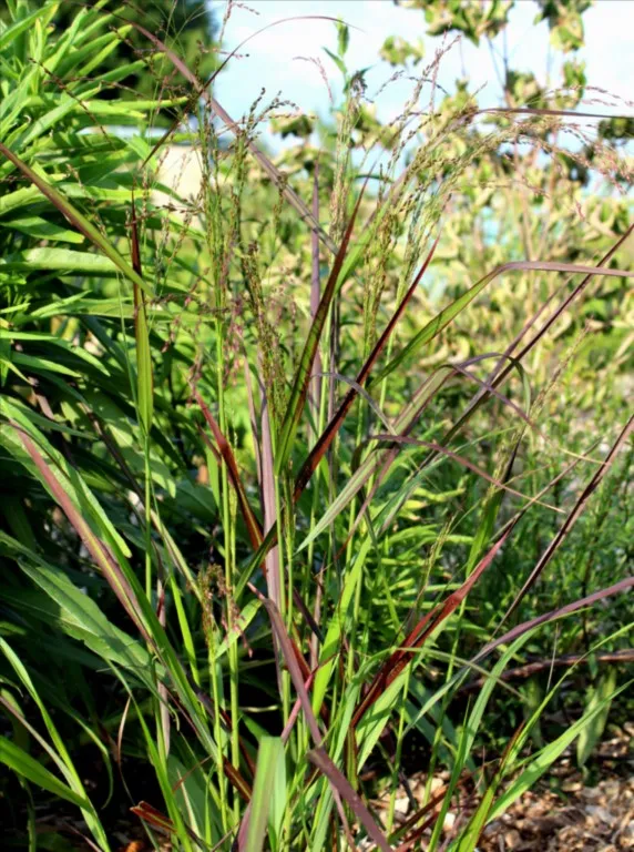 panicum 'Squaw'