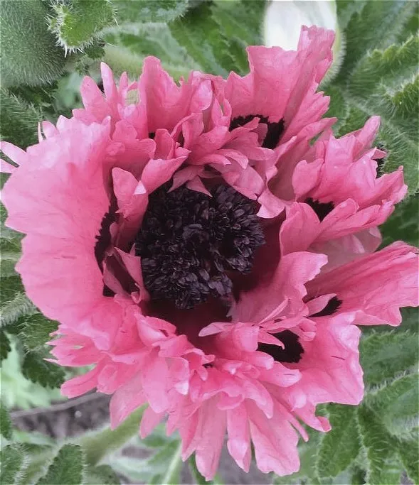Papaver orientale
