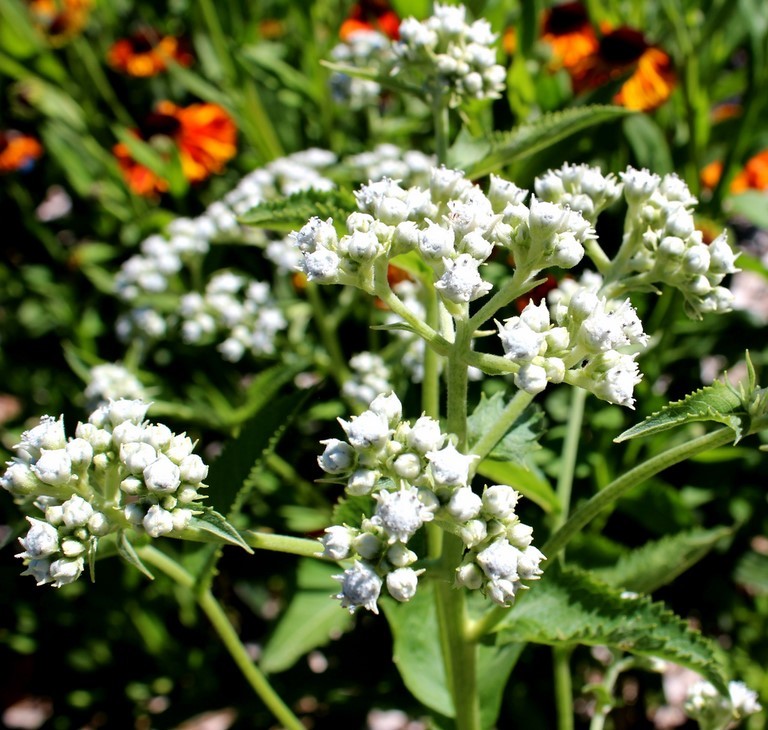 Parthenium integrifolium
