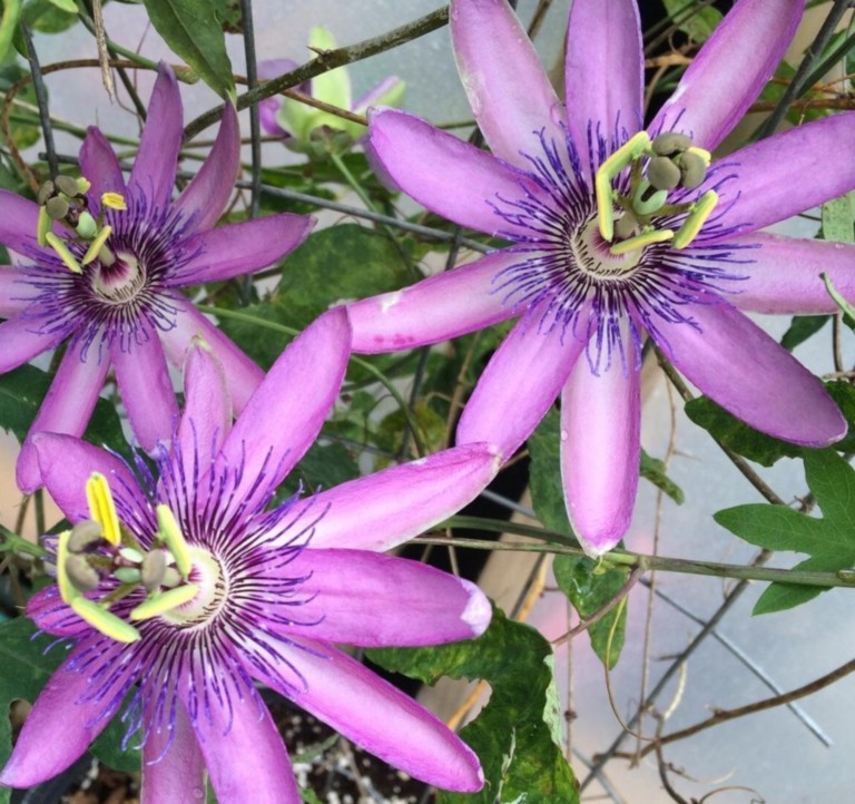 Passiflora x