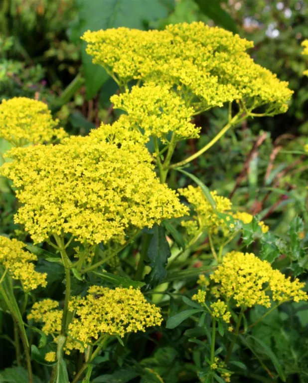 Patrinia scabiosifolia