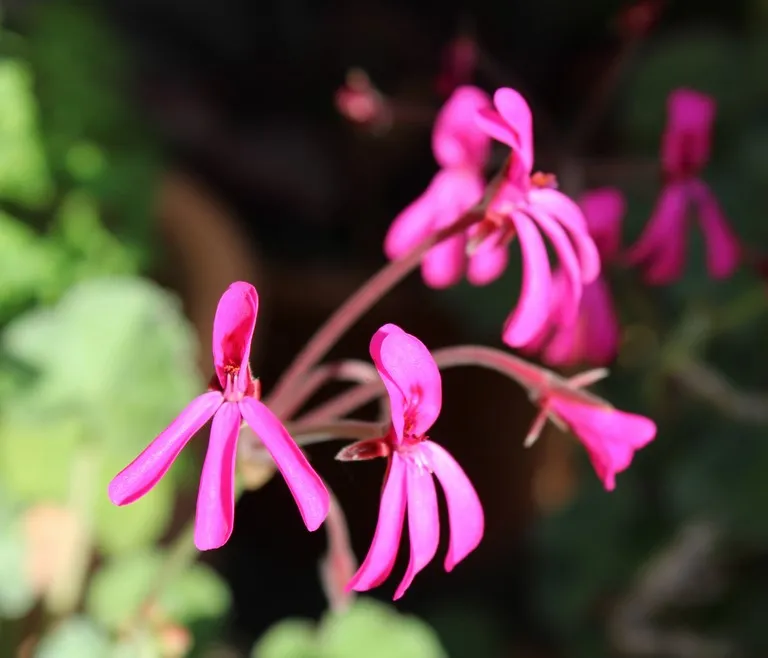 pelargonium reniforme