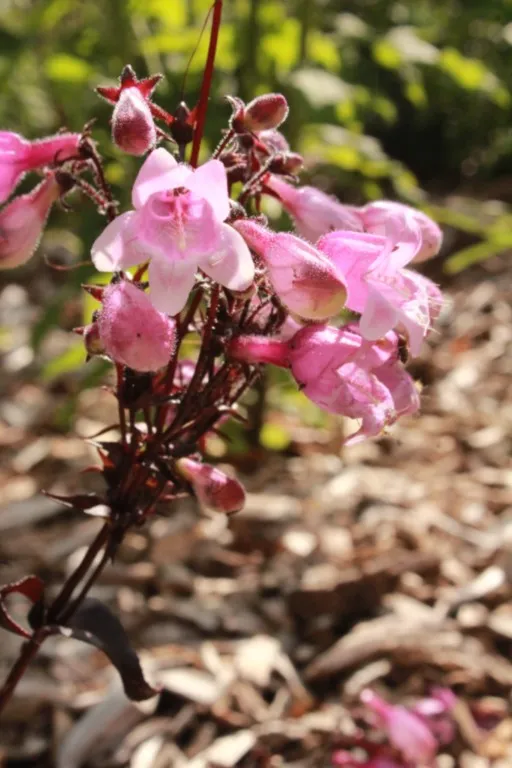 Penstemon digitalis 'Midnight Mascarade'