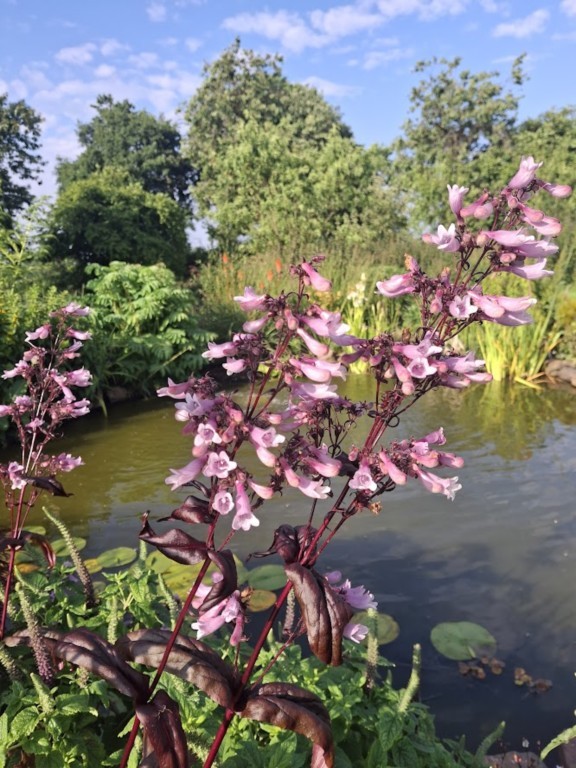 Penstemon digitalis 'Dark Towers'