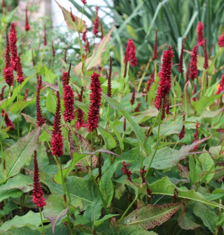 Persicaria amplexicaulis 'BlackField'