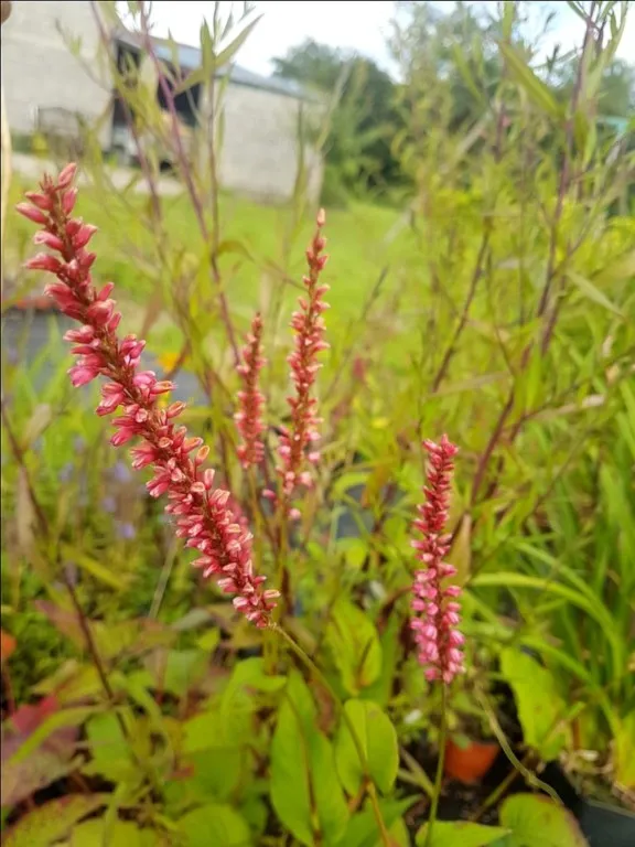 Persicaria amplexicaulis 'Orangefield'