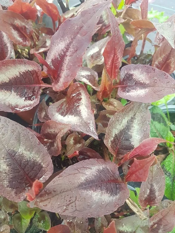 persicaria red dragon