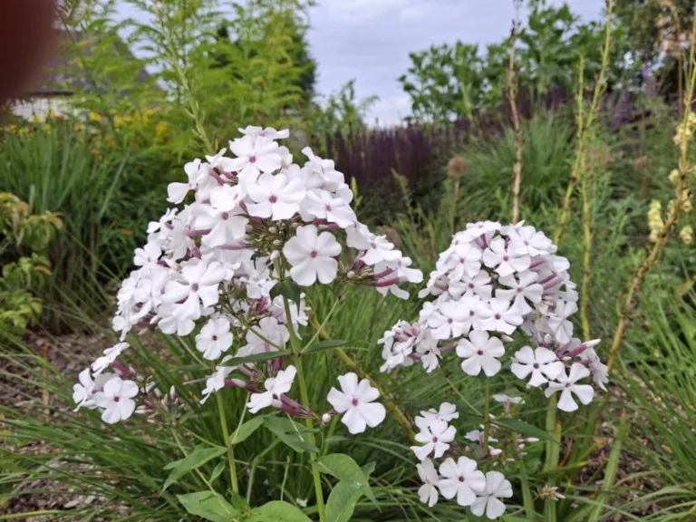 Phlox paniculata 'Nirvana'