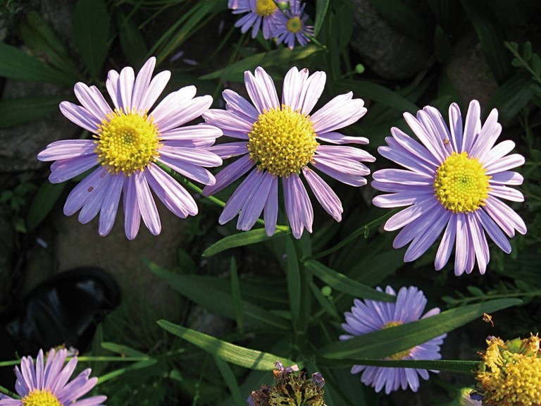 aster koraiensis