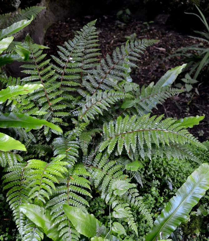 Polystichum polyblepharum