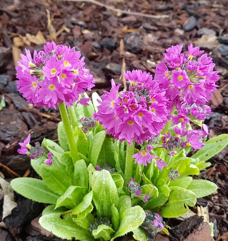 Primula denticulata rubin