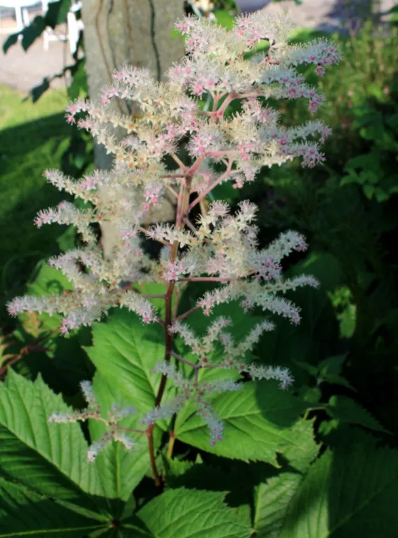 Rodgersia aesculifolia