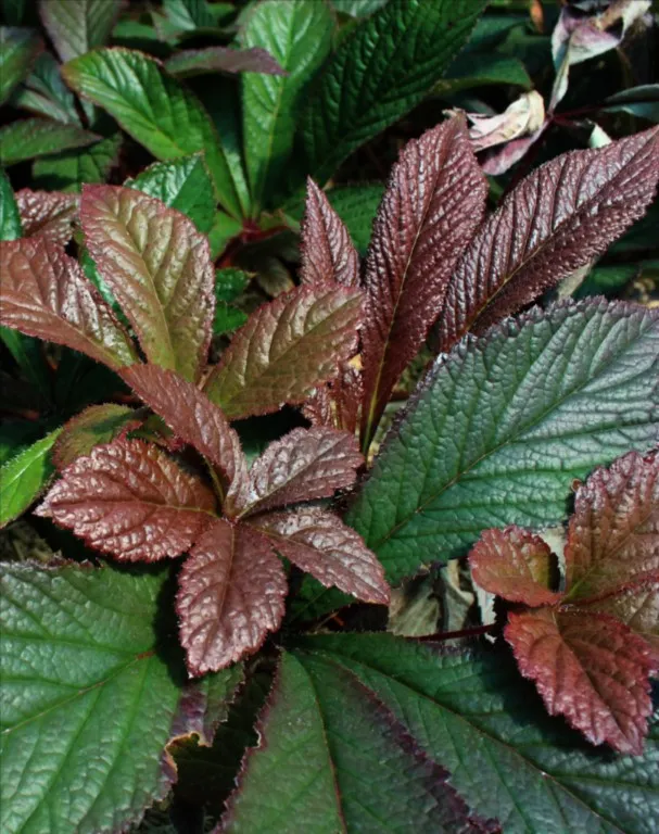 Rodgersia Bronze