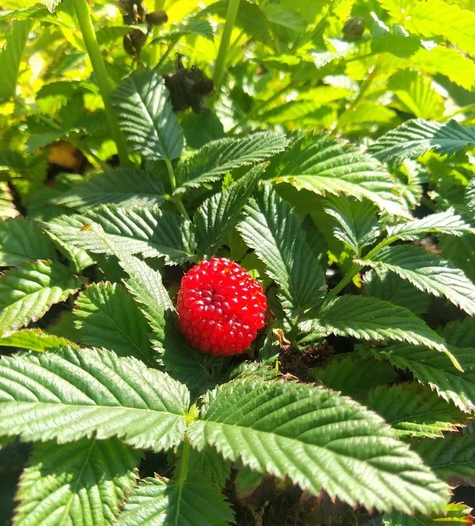 Rubus illecebrosus