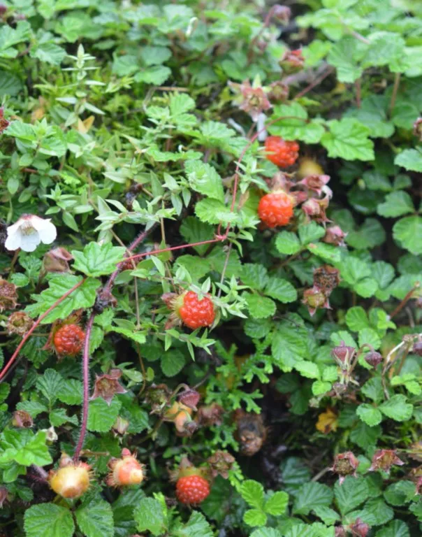 Rubus sp