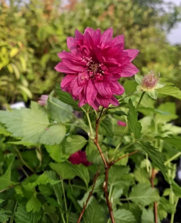 Rubus spectabilis 'Olympic Double'