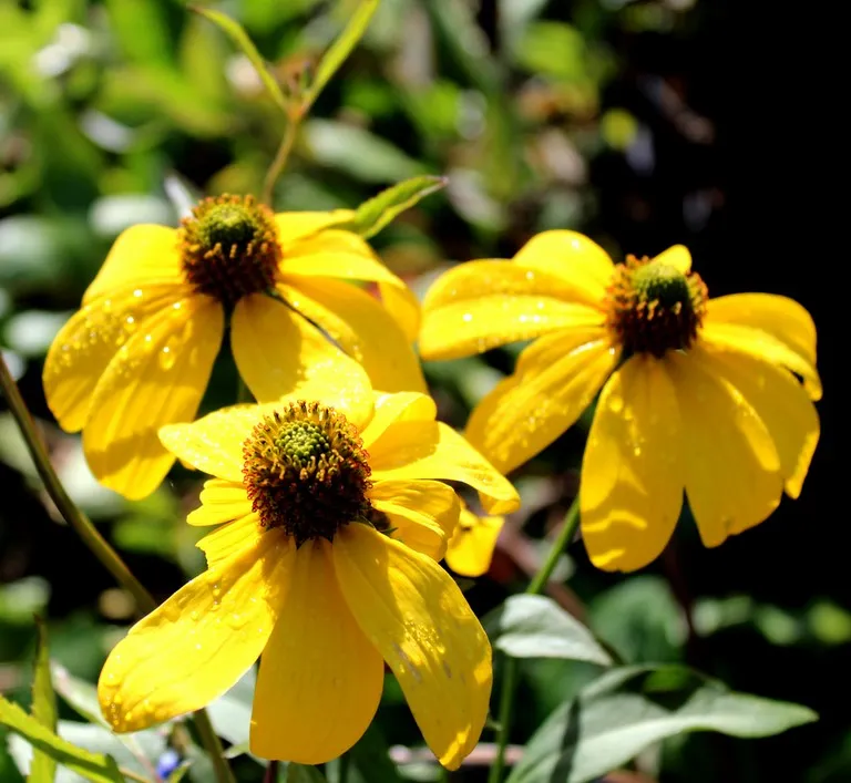 rudbeckia 'Herbstsonne'
