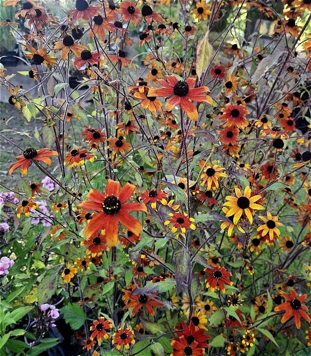 Rudbeckia triloba 'Prairie Glow'