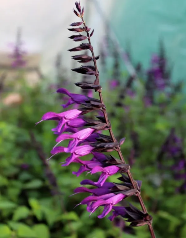 Salvia 'Amistad'