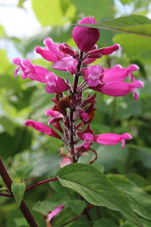 salvia involucrata bethelii