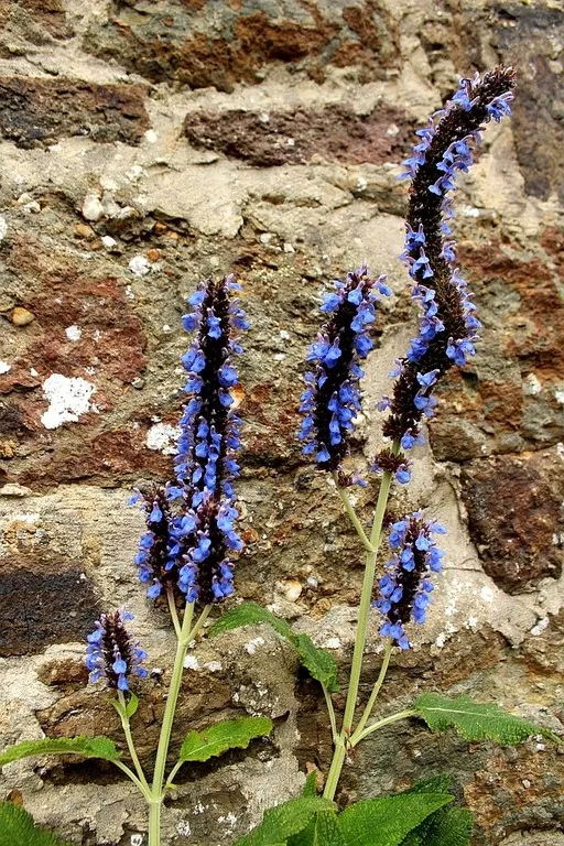 Salvia congestiflora