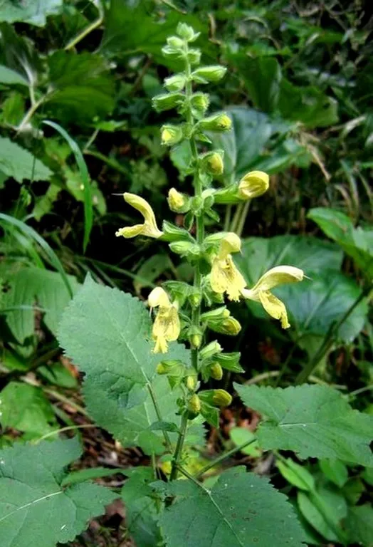 salvia glutinosa