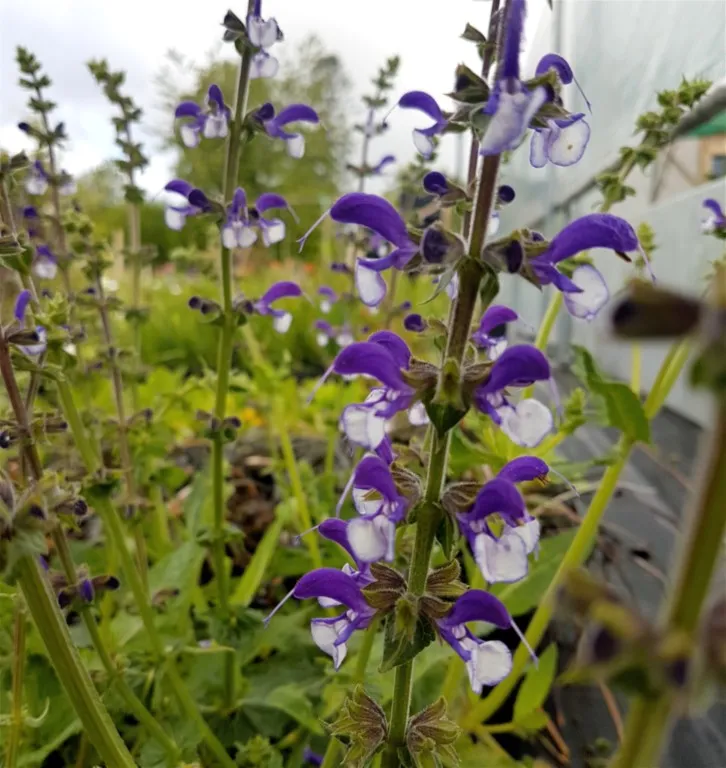 Salvia pratensis 'Madeline'