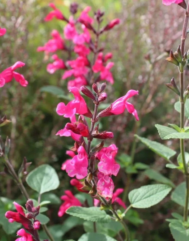 salvia pink pong